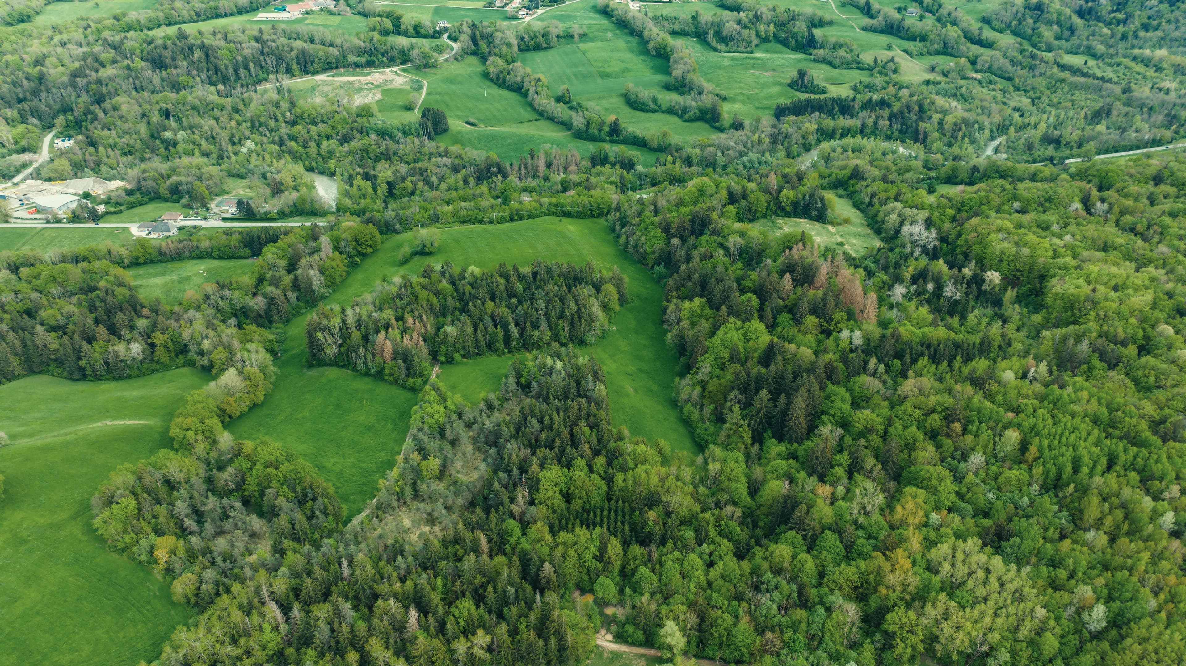 Russia Turns to AI to Monitor Forest Health