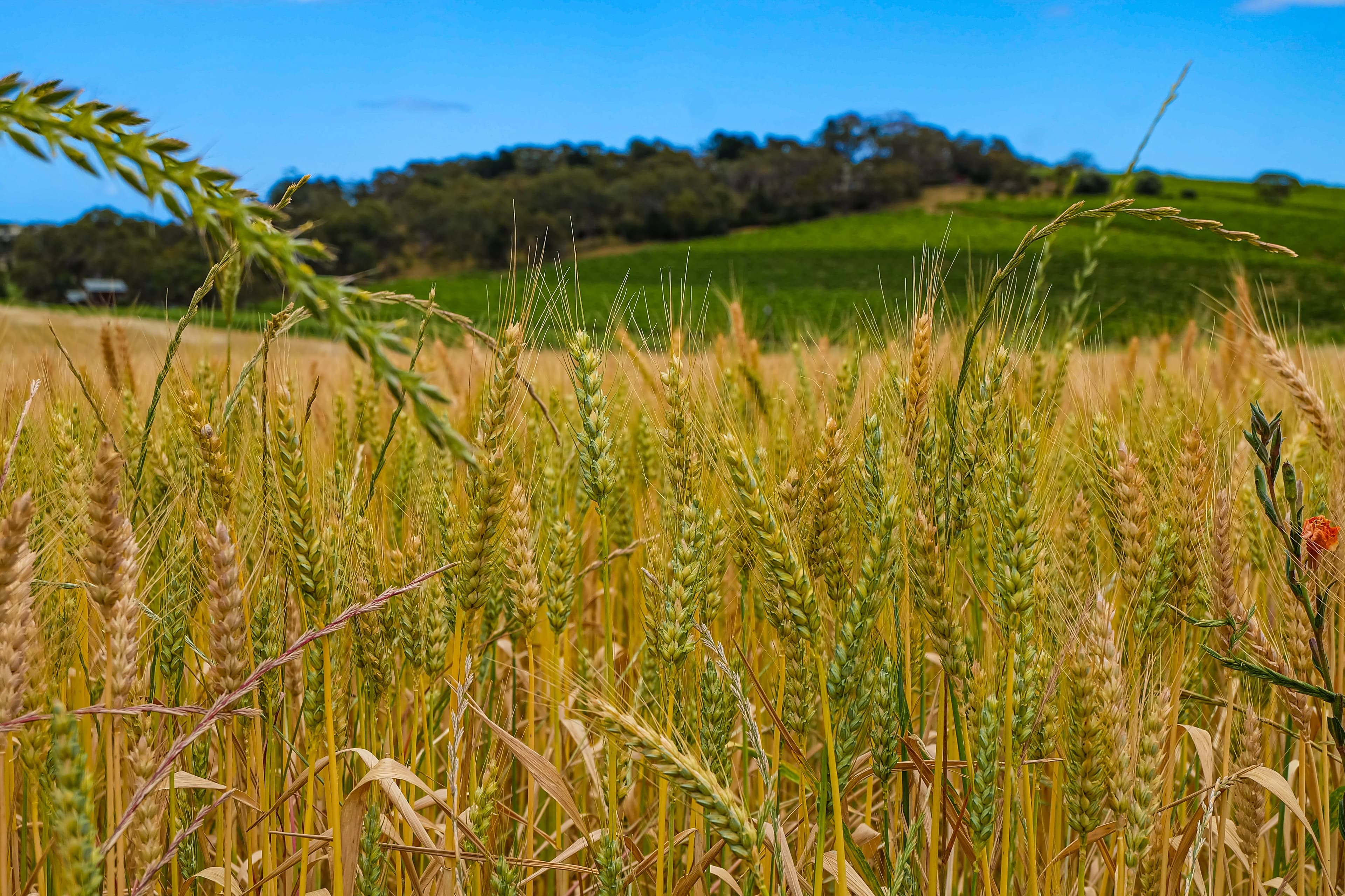 Russia Unveils AI-Powered Robot to Revolutionize Crop Yield Assessment