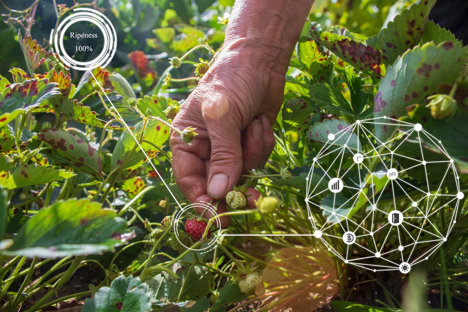 Photo - Russian AgTech Exports Aim to Tackle Hunger in Asia and Africa