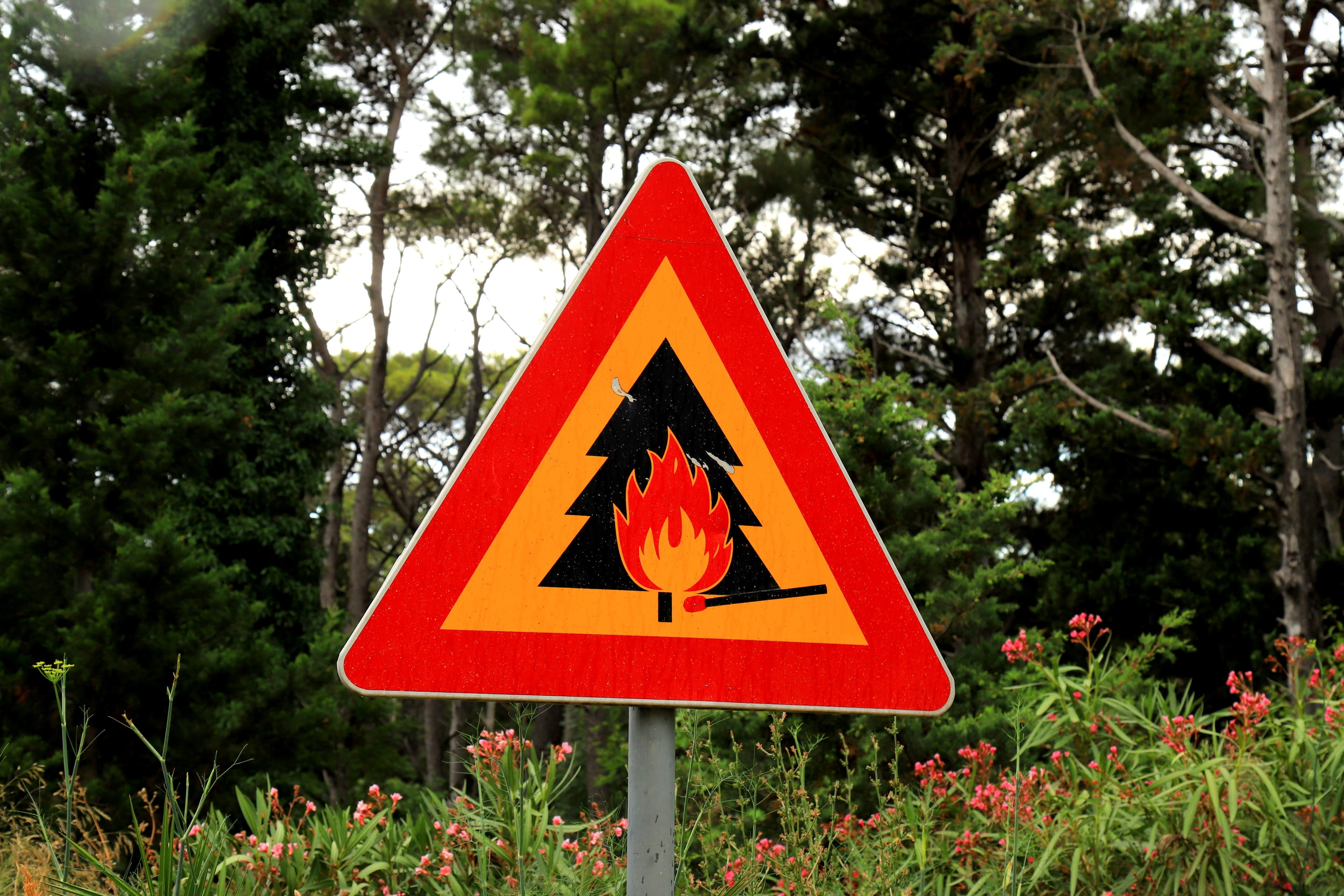 Russia Deploys AI-Powered Cameras to Guard Forests from Wildfires