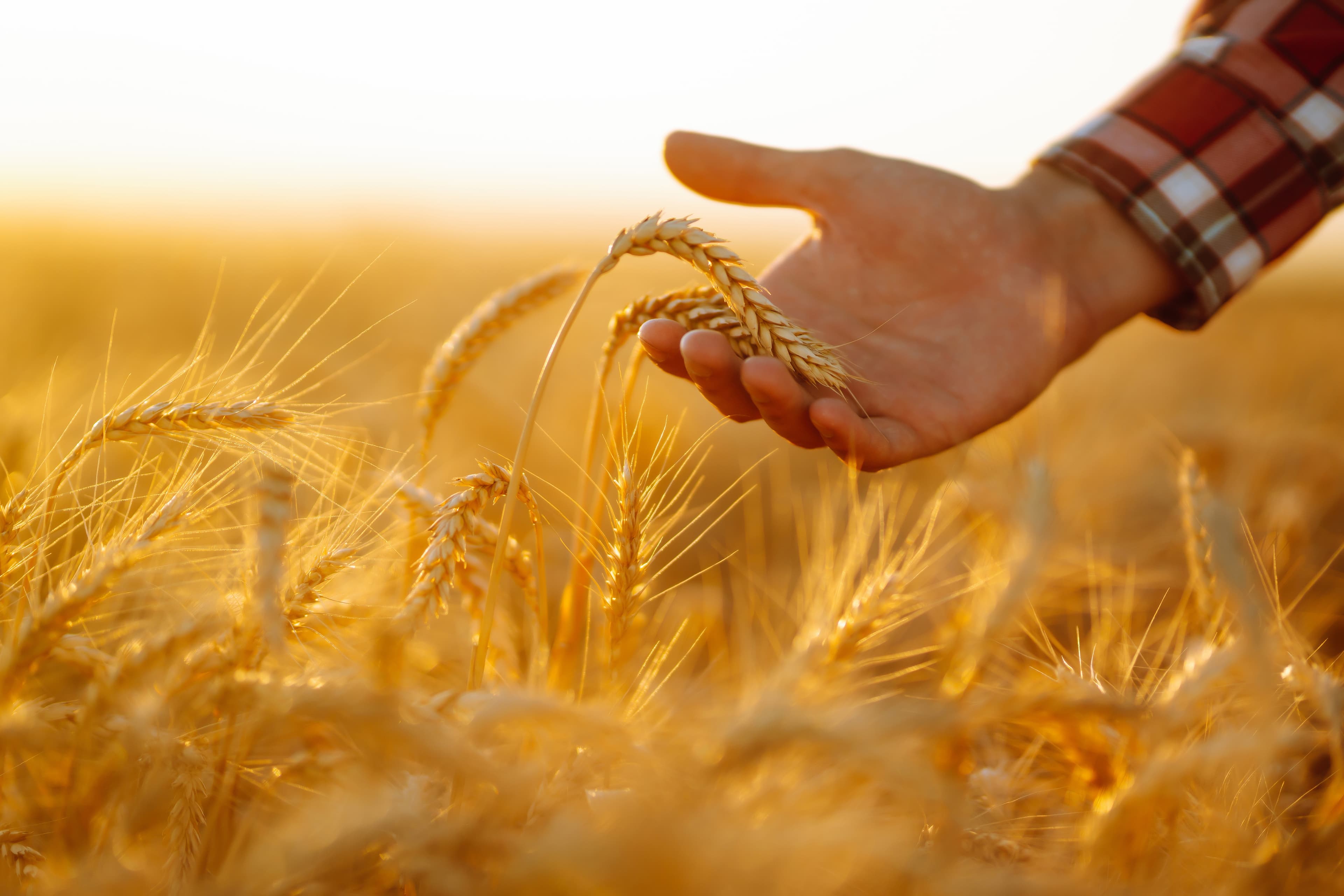 Russia to Train 20,000 Students in Agri-Tech to Modernize Farming