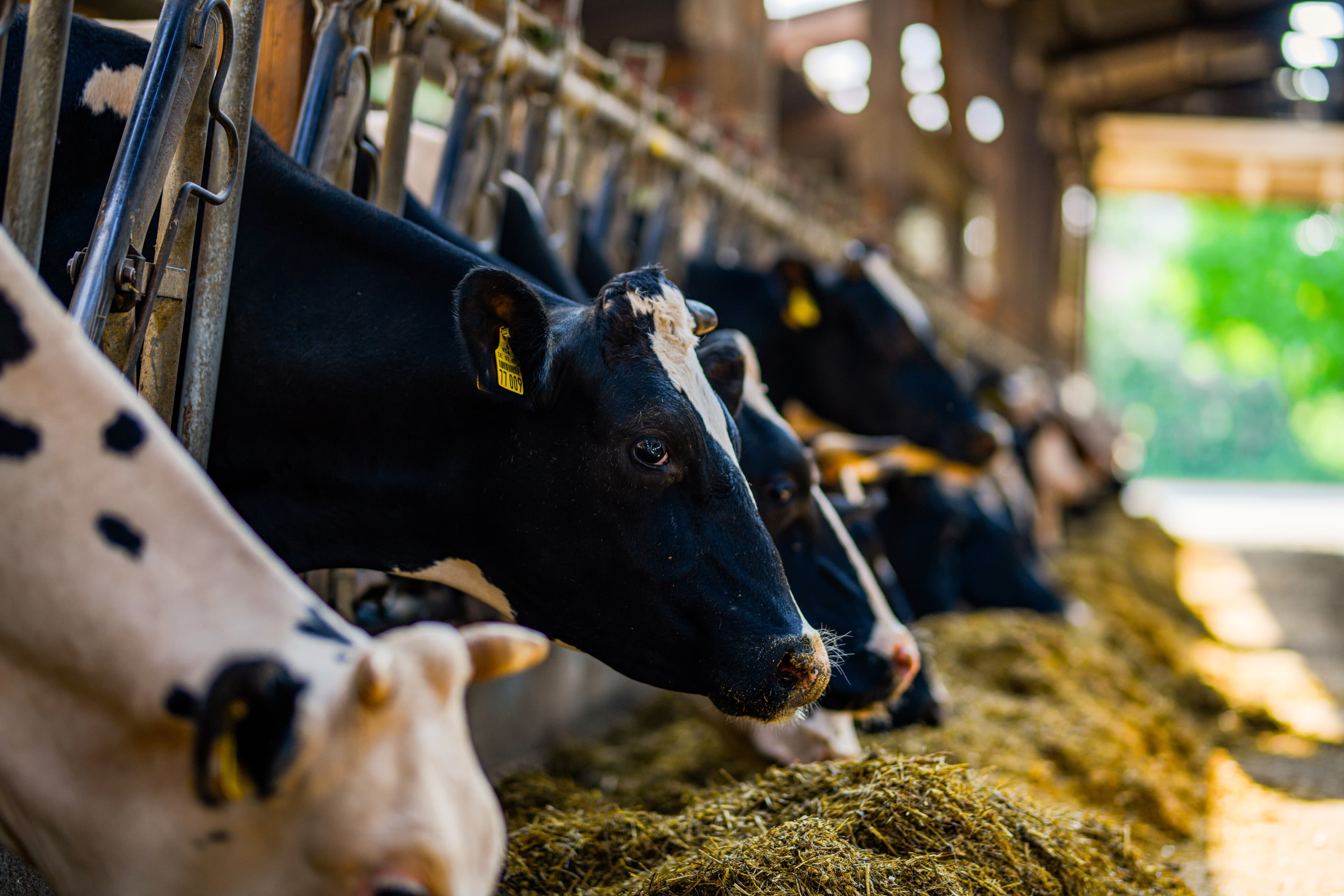 Russia to Launch Its Largest AI-Powered Dairy Farm This Fall